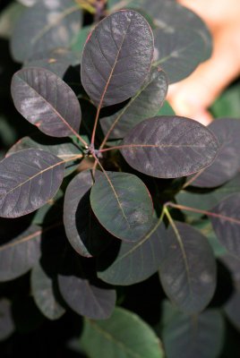 Cotinus coggygria 'Royal Purple' - ruj vlasatá - list léto